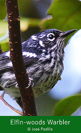 Birding Puerto Rico, 2019, Elfin-woods Warbler