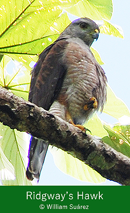 Ridgway's Hawk Bird Watching Trips  Hispaniola 2019